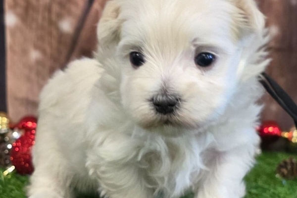 Ogłoszenie - Urocze szczenięta maltańskie. Zdjęcie 1