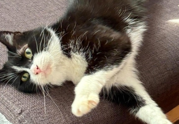 Ogłoszenie - Oddam kotki. Zdjęcie 1