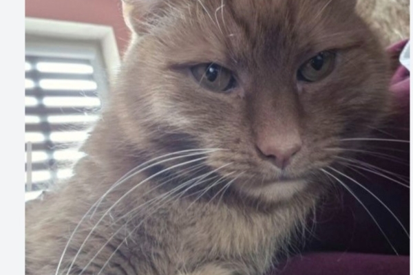 Ogłoszenie - Oddam kotki. Zdjęcie 2