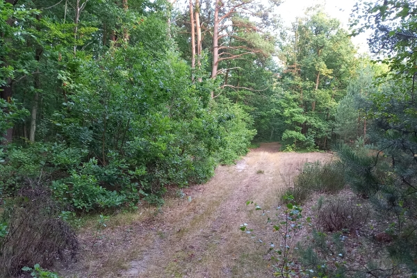 Ogłoszenie - Działka leśna. Zdjęcie 2