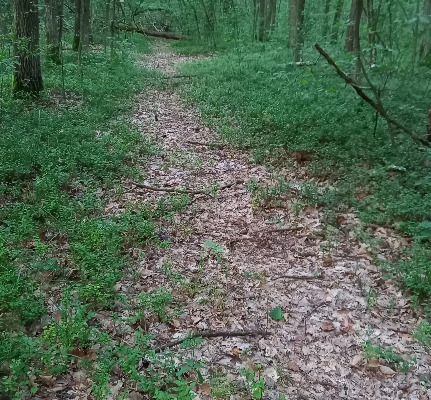 Ogłoszenie - Działka leśna. Zdjęcie 3