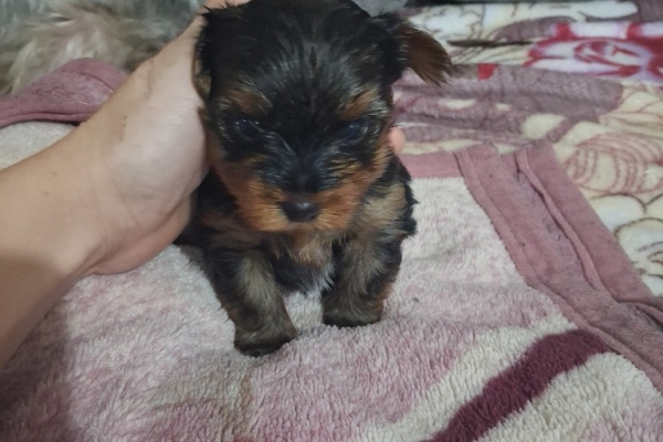 Ogłoszenie - Yorki szukają domu. Zdjęcie 2