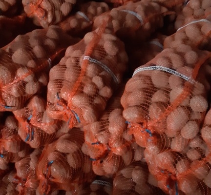 Ogłoszenie - Sprzedam ziemniaki jadalne Bellarosa bardzo smaczne pakowane worek 15 kg. Zdjęcie 1