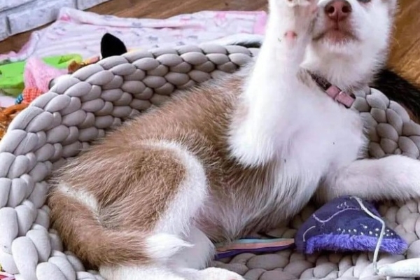 Ogłoszenie - Słodkie szczenięta rasy husky syberyjski. Napisz do nas na WhatsApp: +447490124950. Zdjęcie 3