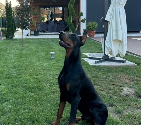 Ogłoszenie - Doberman – szczenięta na sprzedaż. Zdjęcie 10