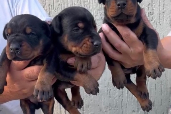 Ogłoszenie - Doberman – szczenięta na sprzedaż. Zdjęcie 5