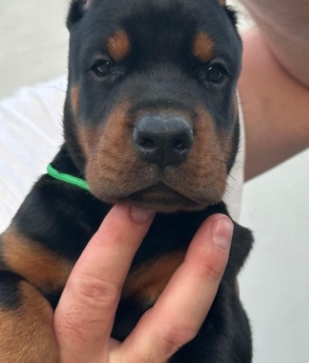 Ogłoszenie - Doberman – szczenięta na sprzedaż. Zdjęcie 1