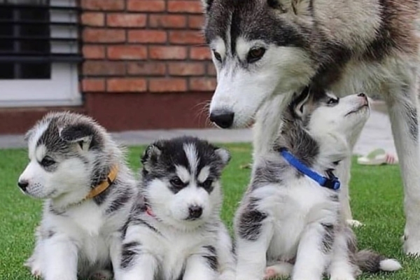 Ogłoszenie - Słodkie szczenięta rasy husky syberyjski. Napisz do nas na WhatsApp: +447490124950. Zdjęcie 1