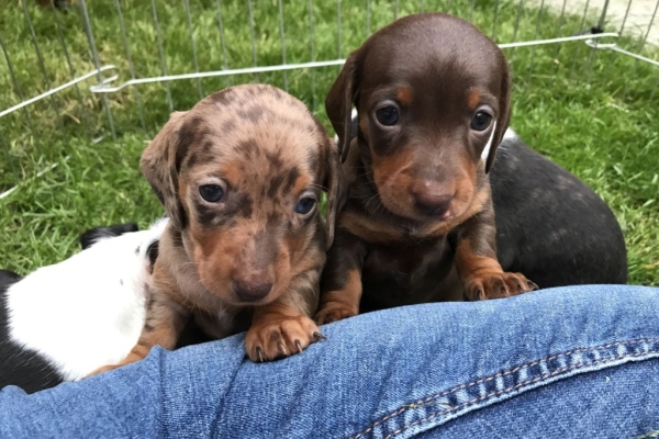 Ogłoszenie - Szczeniaki rasy holenderski hun. Napisz do nas na WhatsApp: +447490124950. Zdjęcie 4