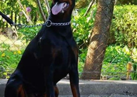 Ogłoszenie - Doberman – szczenięta na sprzedaż. Zdjęcie 6