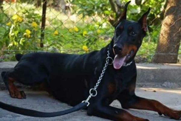 Ogłoszenie - Doberman – szczenięta na sprzedaż. Zdjęcie 7