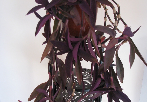 Ogłoszenie - Trzykrotka purpurowa, tradeskancja, setkrezja – duża fioletowa roślinka. Zdjęcie 2