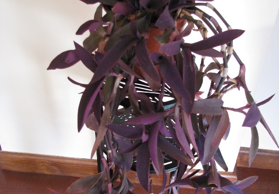 Ogłoszenie - Trzykrotka purpurowa, tradeskancja, setkrezja – duża fioletowa roślinka. Zdjęcie 1