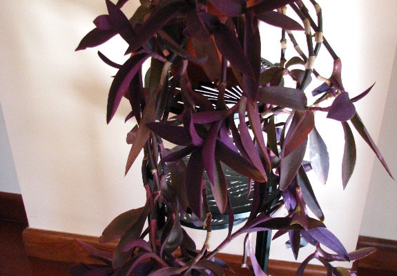 Ogłoszenie - Trzykrotka purpurowa, tradeskancja, setkrezja – duża fioletowa roślinka. Zdjęcie 3