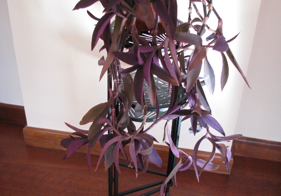 Ogłoszenie - Trzykrotka purpurowa, tradeskancja, setkrezja – duża fioletowa roślinka. Zdjęcie 4