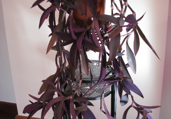 Ogłoszenie - Trzykrotka purpurowa, tradeskancja, setkrezja – duża fioletowa roślinka. Zdjęcie 5