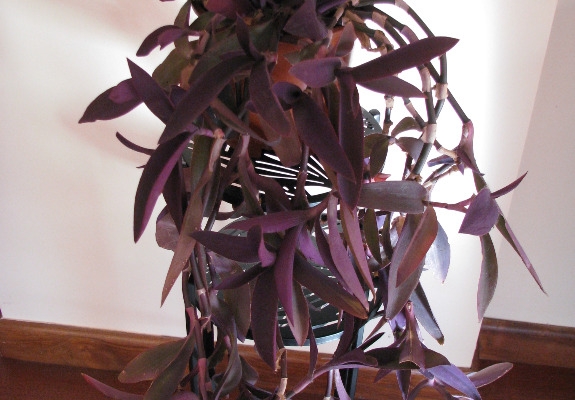 Ogłoszenie - Trzykrotka purpurowa, tradeskancja, setkrezja – duża fioletowa roślinka. Zdjęcie 6