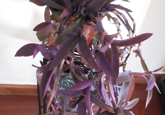 Ogłoszenie - Trzykrotka purpurowa, tradeskancja, setkrezja – duża fioletowa roślinka. Zdjęcie 7