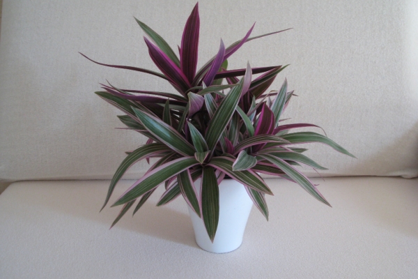 Ogłoszenie - Reo meksykańskie trzykrotka tradeskancja piękna wielokolorowa roślinka. Zdjęcie 9