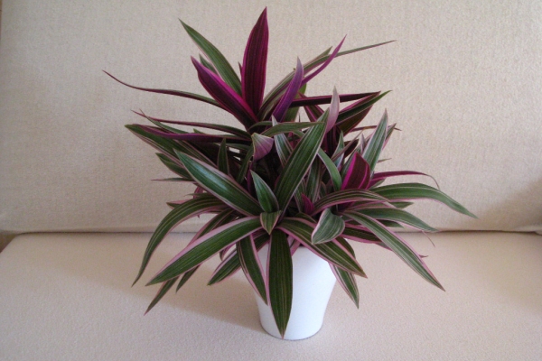 Ogłoszenie - Reo meksykańskie trzykrotka tradeskancja piękna wielokolorowa roślinka. Zdjęcie 2