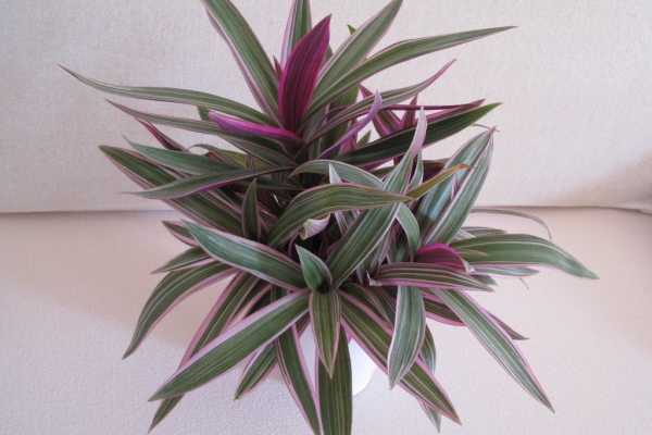 Ogłoszenie - Reo meksykańskie trzykrotka tradeskancja piękna wielokolorowa roślinka. Zdjęcie 3