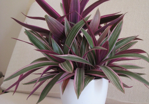 Ogłoszenie - Reo meksykańskie trzykrotka tradeskancja piękna wielokolorowa roślinka. Zdjęcie 1