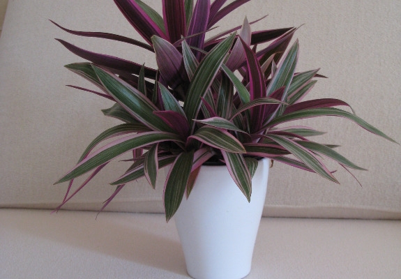 Ogłoszenie - Reo meksykańskie trzykrotka tradeskancja piękna wielokolorowa roślinka. Zdjęcie 4