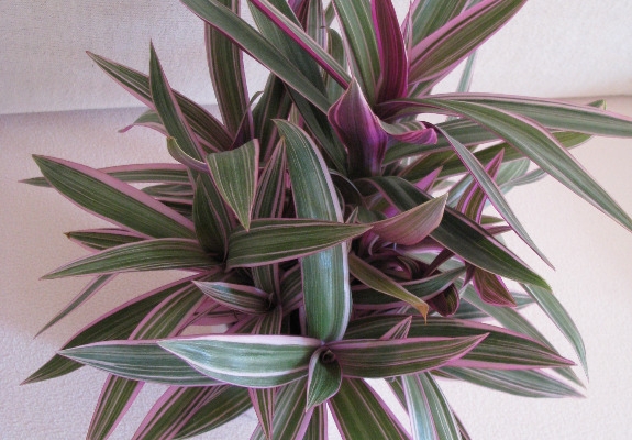 Ogłoszenie - Reo meksykańskie trzykrotka tradeskancja piękna wielokolorowa roślinka. Zdjęcie 7