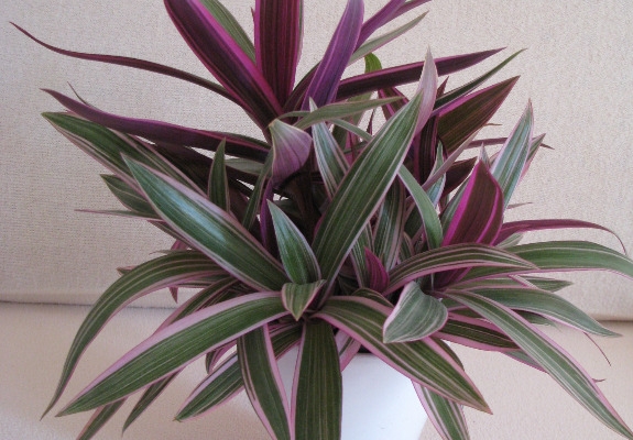 Ogłoszenie - Reo meksykańskie trzykrotka tradeskancja piękna wielokolorowa roślinka. Zdjęcie 8