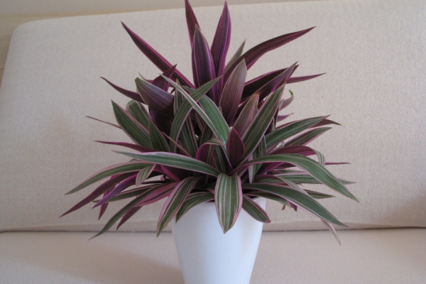 Ogłoszenie - Reo meksykańskie trzykrotka tradeskancja piękna wielokolorowa roślinka. Zdjęcie 6