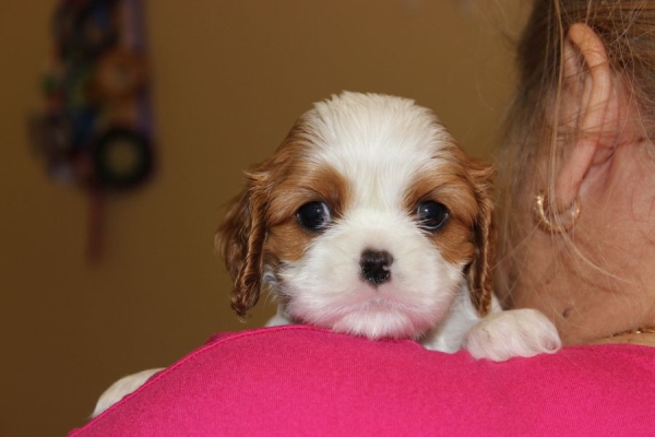 Ogłoszenie - Cavalier King Charles Spaniel szczeniaczki ZKwP po CH.PL.. Zdjęcie 1