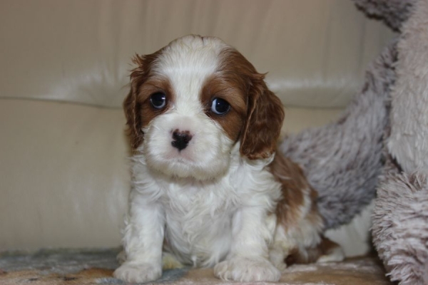 Ogłoszenie - Cavalier King Charles Spaniel szczeniaczki ZKwP po CH.PL.. Zdjęcie 2