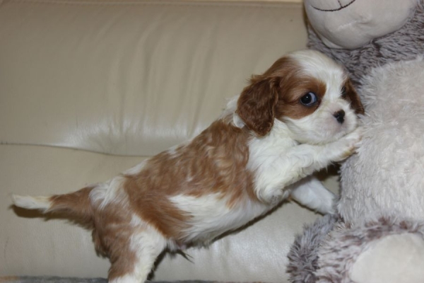 Ogłoszenie - Cavalier King Charles Spaniel szczeniaczki ZKwP po CH.PL.. Zdjęcie 3