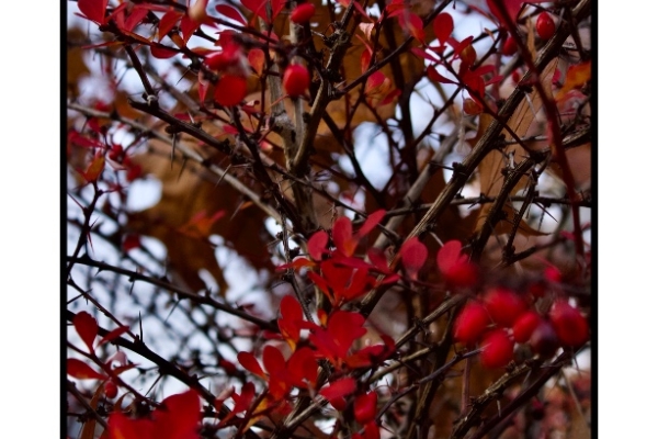 Ogłoszenie - Sesje fotograficzne. Zdjęcie 5