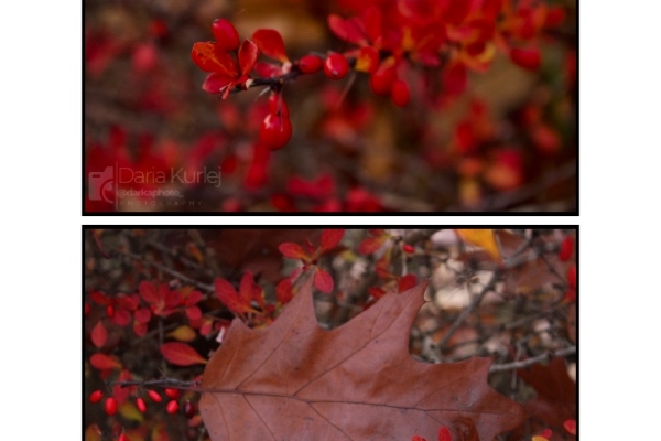 Ogłoszenie - Sesje fotograficzne. Zdjęcie 1