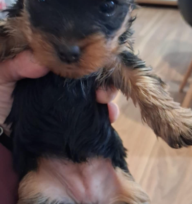 Ogłoszenie - Yorki szukają domu. Zdjęcie 3