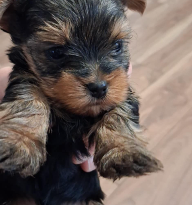 Ogłoszenie - Yorki szukają domu. Zdjęcie 4