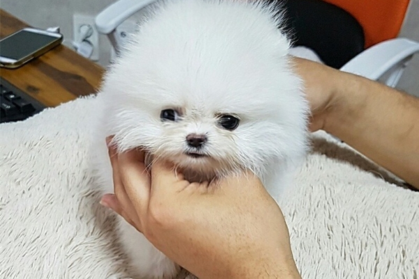 Ogłoszenie - Dwa wspaniałe szczeniaki rasy pomeranian z pucharem T. Napisz do nas na WhatsApp: +447490124950. Zdjęcie 3