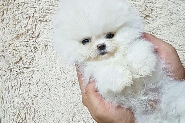 Ogłoszenie - Dwa wspaniałe szczeniaki rasy pomeranian z pucharem T. Napisz do nas na WhatsApp: +447490124950. Zdjęcie 4