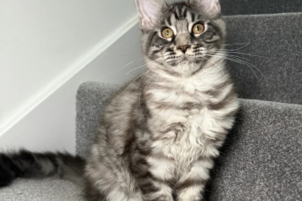 Ogłoszenie - One Girl One Boy Ready To Leave❤️💙. Zdjęcie 5