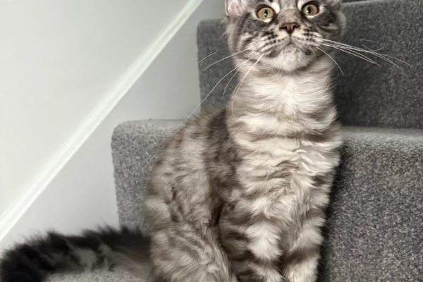 Ogłoszenie - One Girl One Boy Ready To Leave❤️💙. Zdjęcie 4