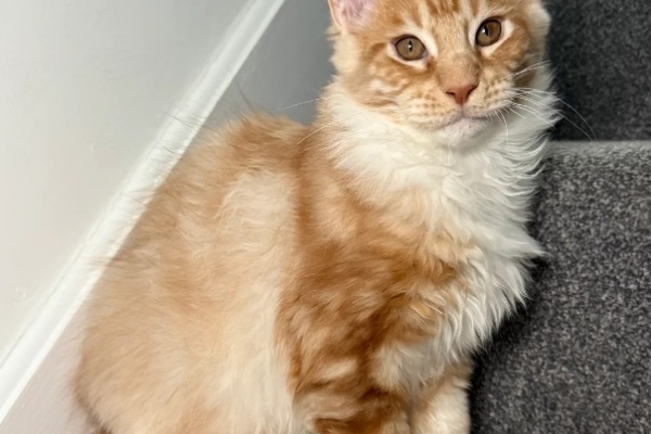 Ogłoszenie - One Girl One Boy Ready To Leave❤️💙. Zdjęcie 2