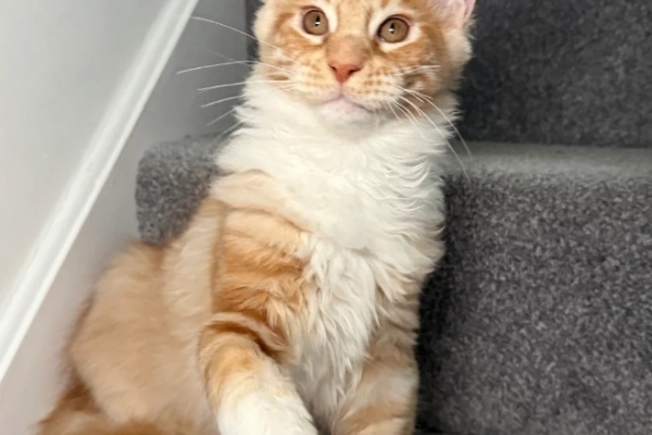 Ogłoszenie - One Girl One Boy Ready To Leave❤️💙. Zdjęcie 1