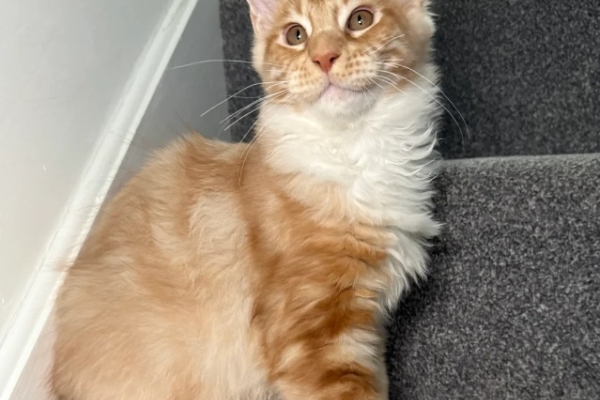 Ogłoszenie - One Girl One Boy Ready To Leave❤️💙. Zdjęcie 6