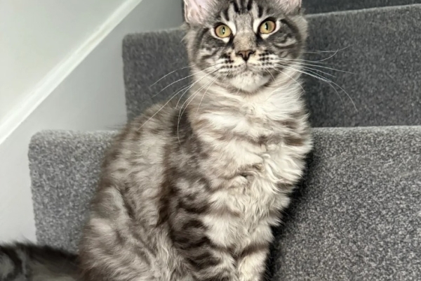 Ogłoszenie - One Girl One Boy Ready To Leave❤️💙. Zdjęcie 3