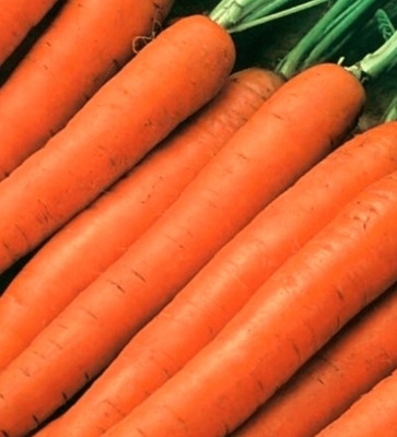 Ogłoszenie - Marchew. Zdjęcie 1