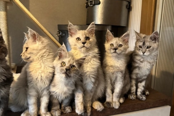 Ogłoszenie - Stunning Maine Coon Girls And Boys AVAILABLE NOW. Zdjęcie 8