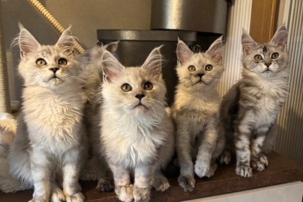 Ogłoszenie - Stunning Maine Coon Girls And Boys AVAILABLE NOW. Zdjęcie 2
