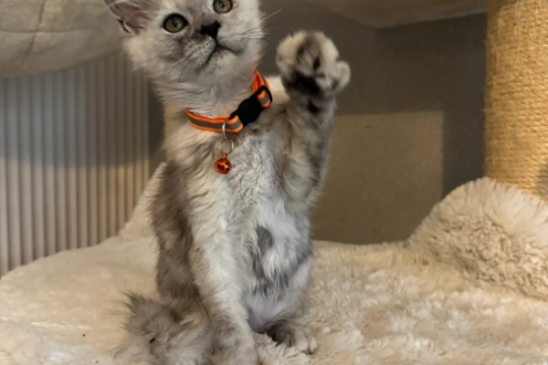 Ogłoszenie - Stunning Maine Coon Girls And Boys AVAILABLE NOW. Zdjęcie 5