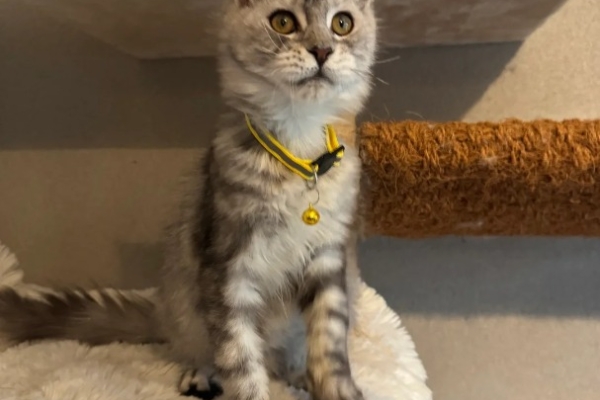 Ogłoszenie - Stunning Maine Coon Girls And Boys AVAILABLE NOW. Zdjęcie 1